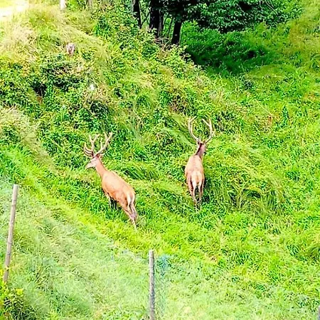Cascina Del Galin لانسو دينْتيلفي